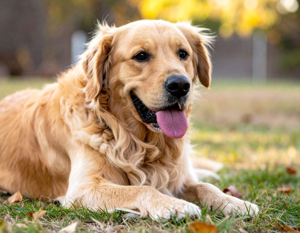 How to Take Care of a Golden Retriever Dog