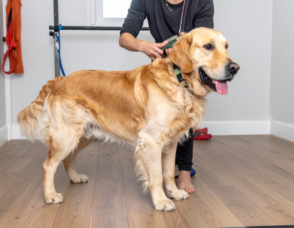 How to Take Care of a Golden Retriever Dog