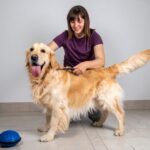 How to Take Care of a Golden Retriever Dog