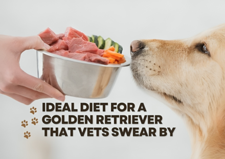Ideal Diet for a Golden Retriever That Vets Swear By