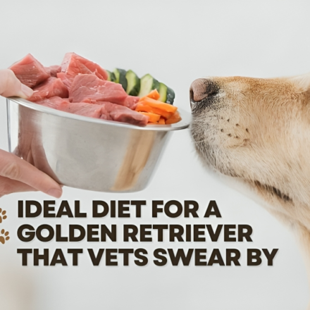 Ideal Diet for a Golden Retriever That Vets Swear By