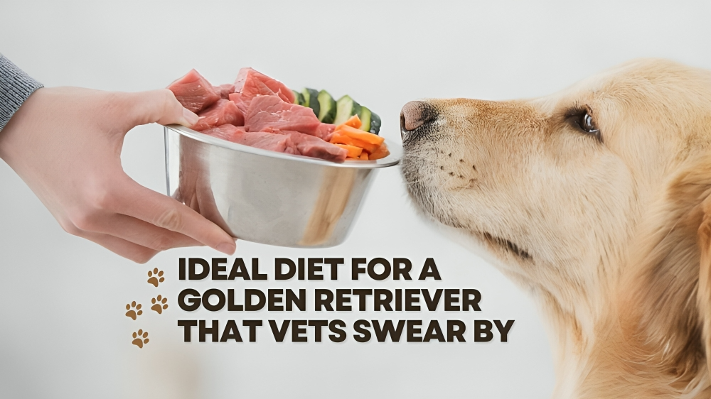 Ideal Diet for a Golden Retriever That Vets Swear By