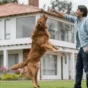 Golden Retriever Training Complete Puppy-to-Adult Guide (With Timeline)