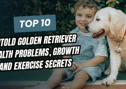 10 UnTold Golden Retriever Health Problems, Growth and Exercise Secrets
