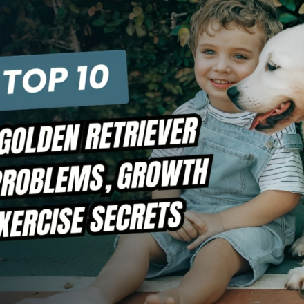 10 UnTold Golden Retriever Health Problems, Growth and Exercise Secrets