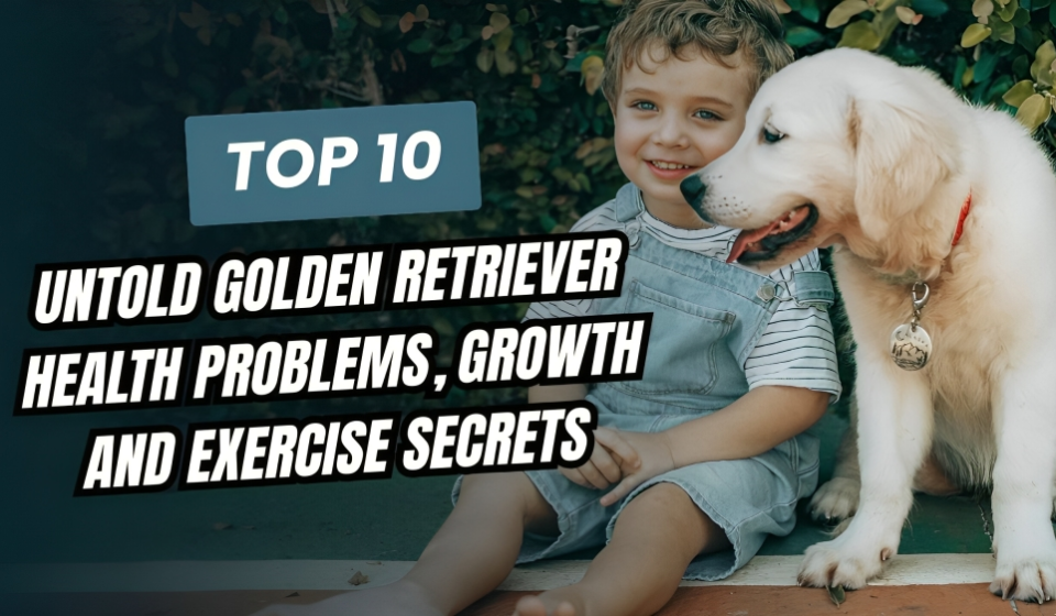 10 UnTold Golden Retriever Health Problems, Growth and Exercise Secrets