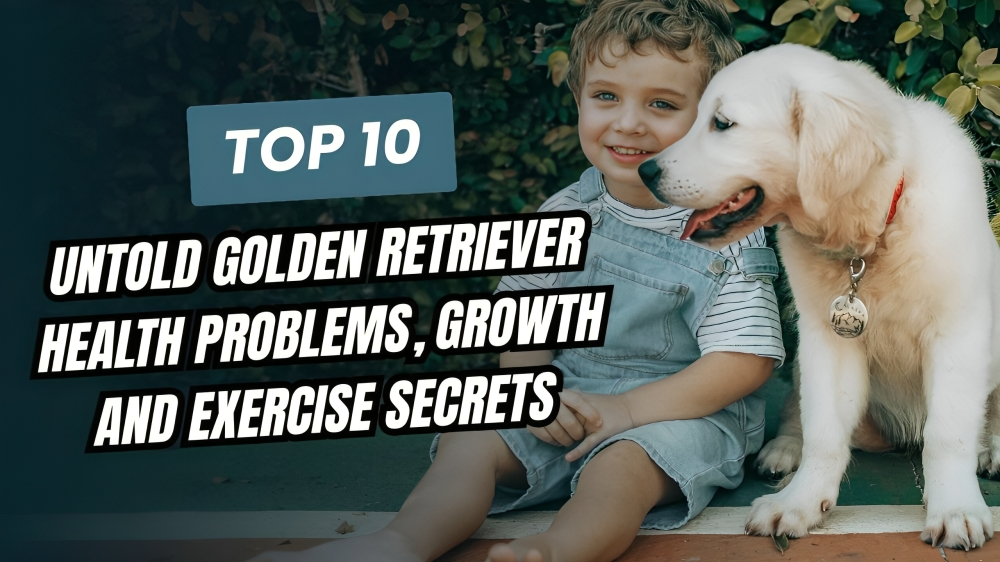10 UnTold Golden Retriever Health Problems, Growth and Exercise Secrets