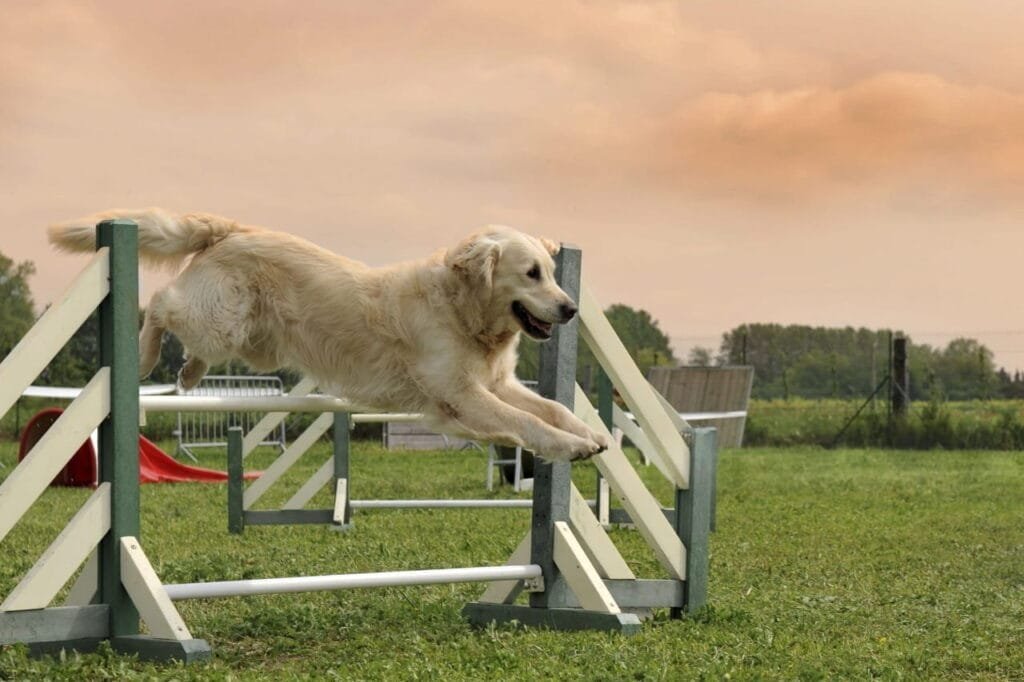 Golden Retriever Training: Complete Puppy-to-Adult Guide (With Timeline) 6 How to Train a Golden Retriever: The Method That Actually Works