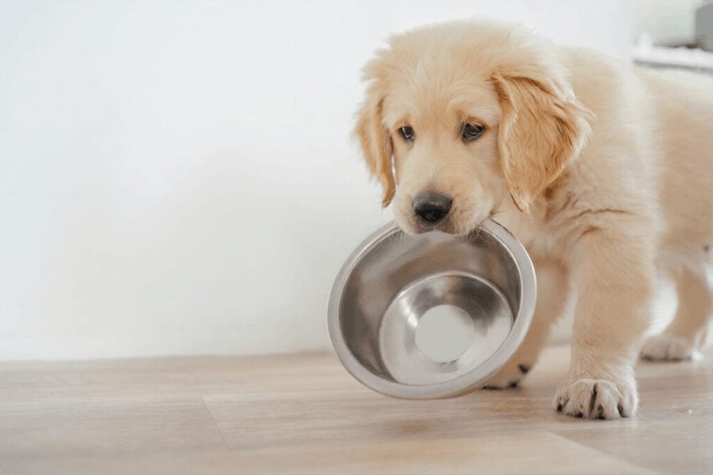 Feeding a Golden Retriever Puppy (8 Weeks to 12 Months)