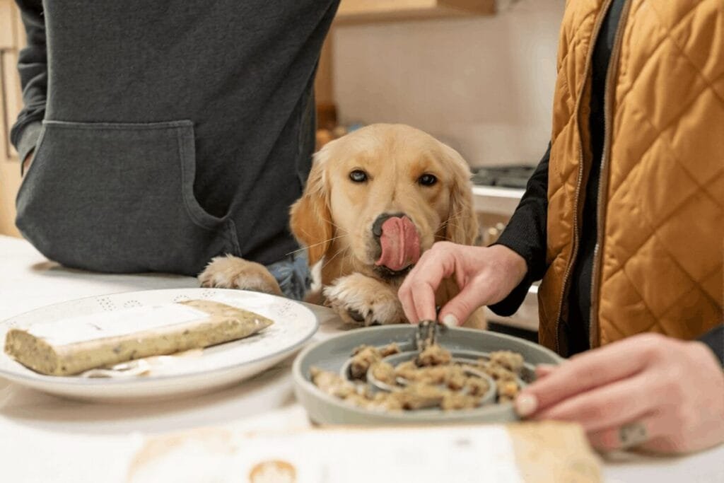 Feeding an Adult Golden Retriever (1 to 7 Years)