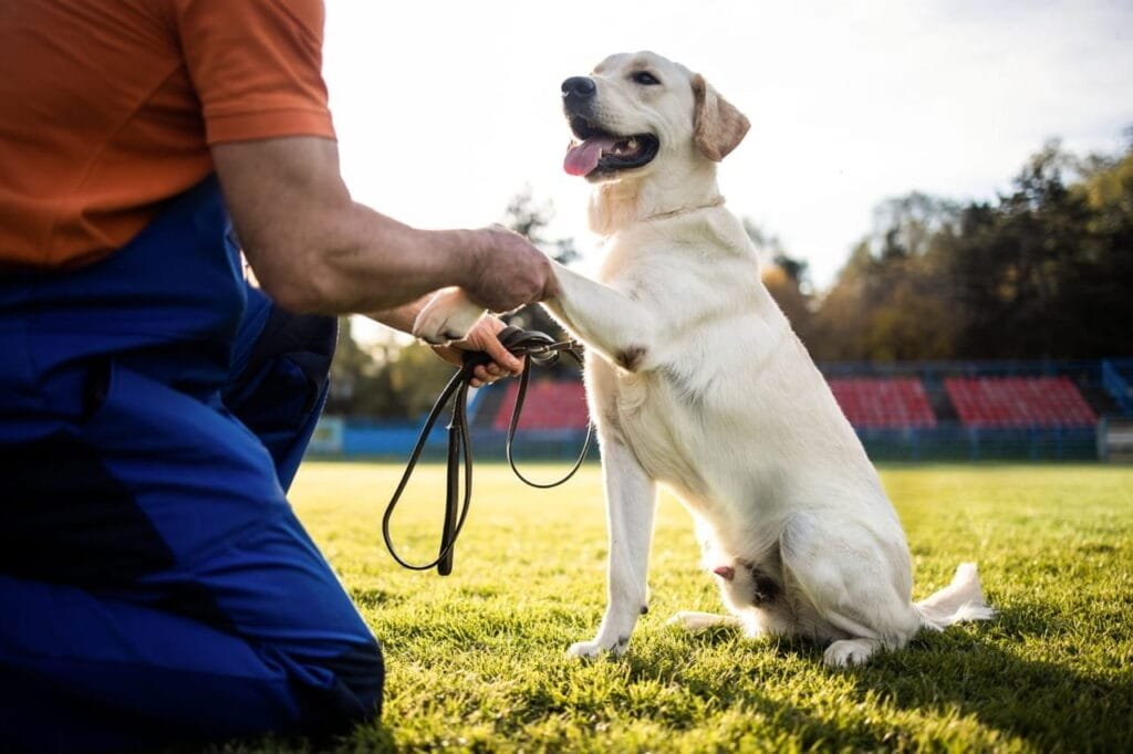 Golden Retriever Training: Complete Puppy-to-Adult Guide (With Timeline) 8 Leash Training a Golden Retriever: The 3-Stage Method