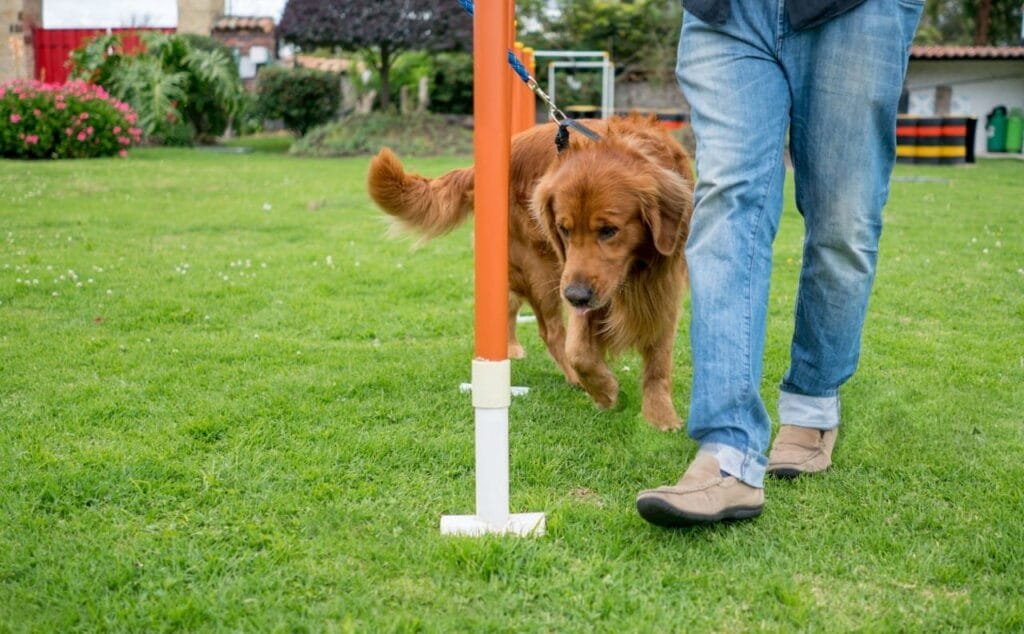 Golden Retriever Training: Complete Puppy-to-Adult Guide (With Timeline) 3 Why Golden Retrievers Aren't "Born Trained" (And What That Myth Costs You)