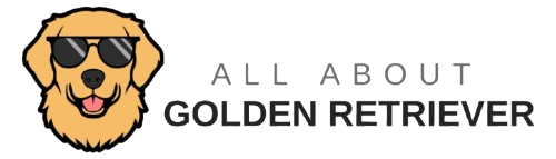 All About Golden Retriever`