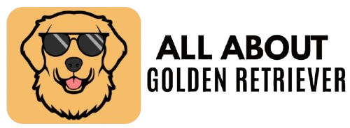 All About Golden Retriever
