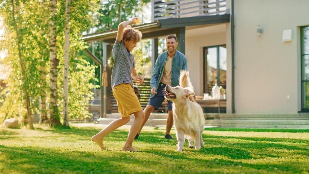 Common Golden Retriever Behavior Problems