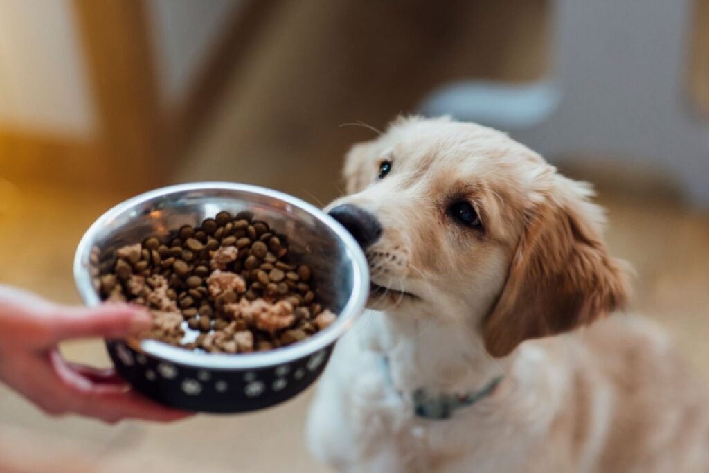 Ideal Diet for a Golden Retriever by Life Stage