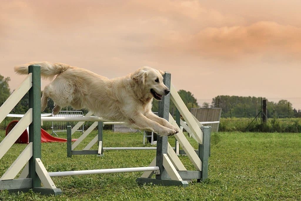 The 10 Best Ways to Train a Golden Retriever