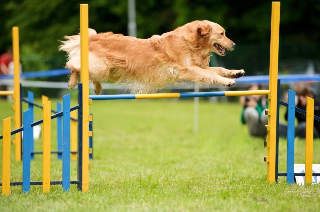 Golden Retriever Exercise by Age Chart
