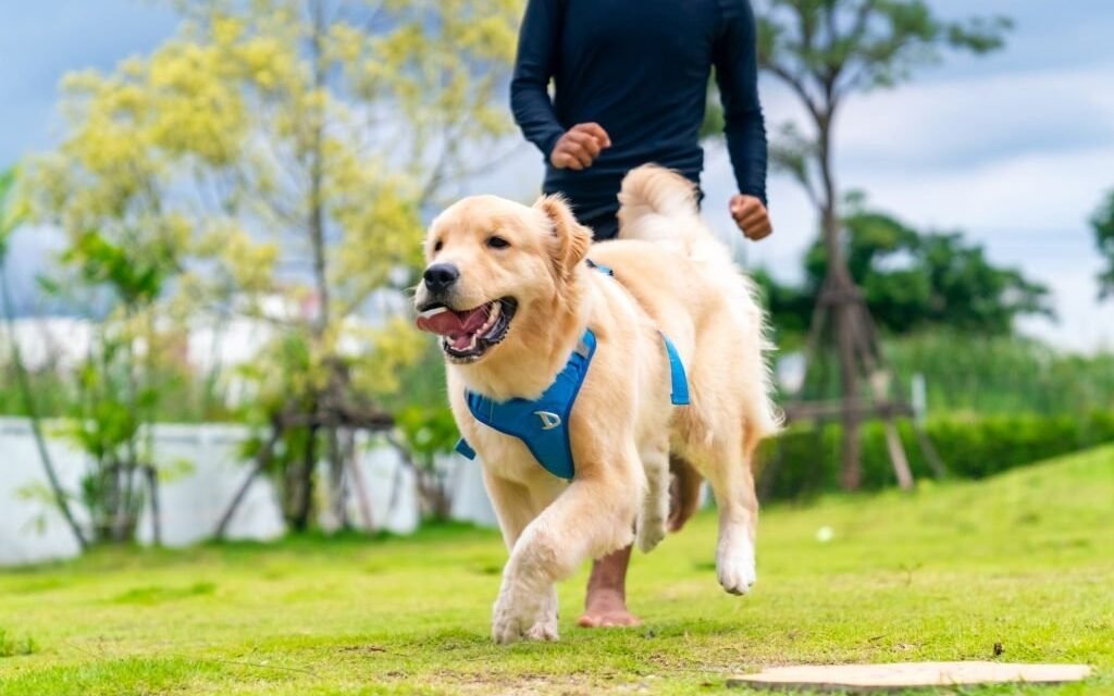 Golden Retriever Training