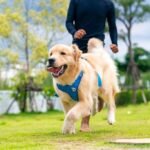 Golden Retriever Training