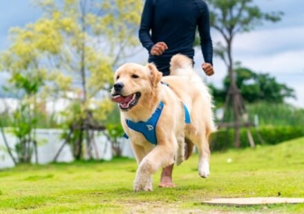 Golden Retriever Training