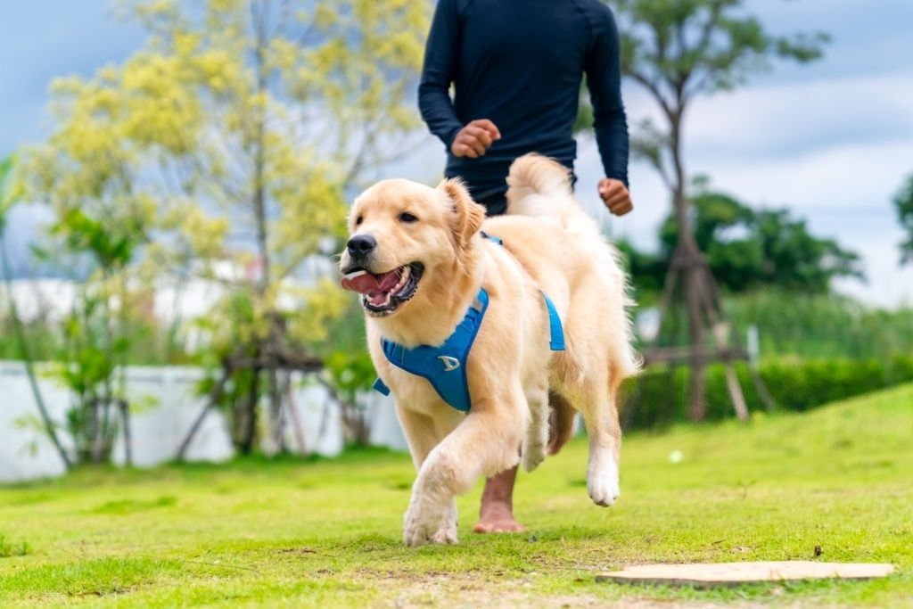 Golden Retriever Training