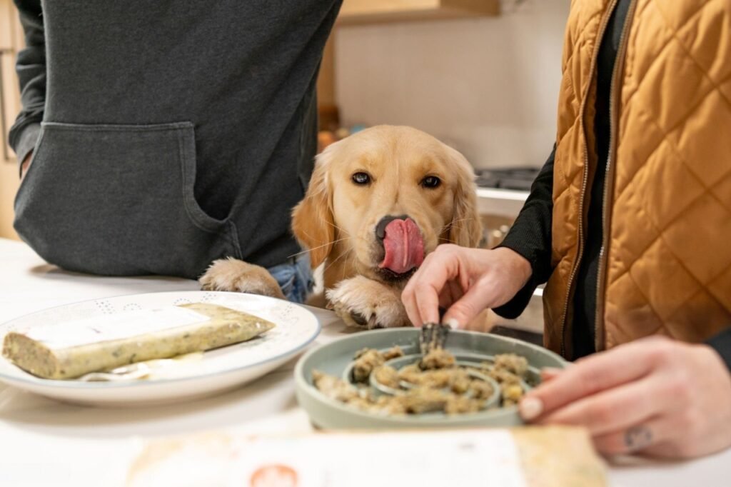 Commercial vs Homemade Diets