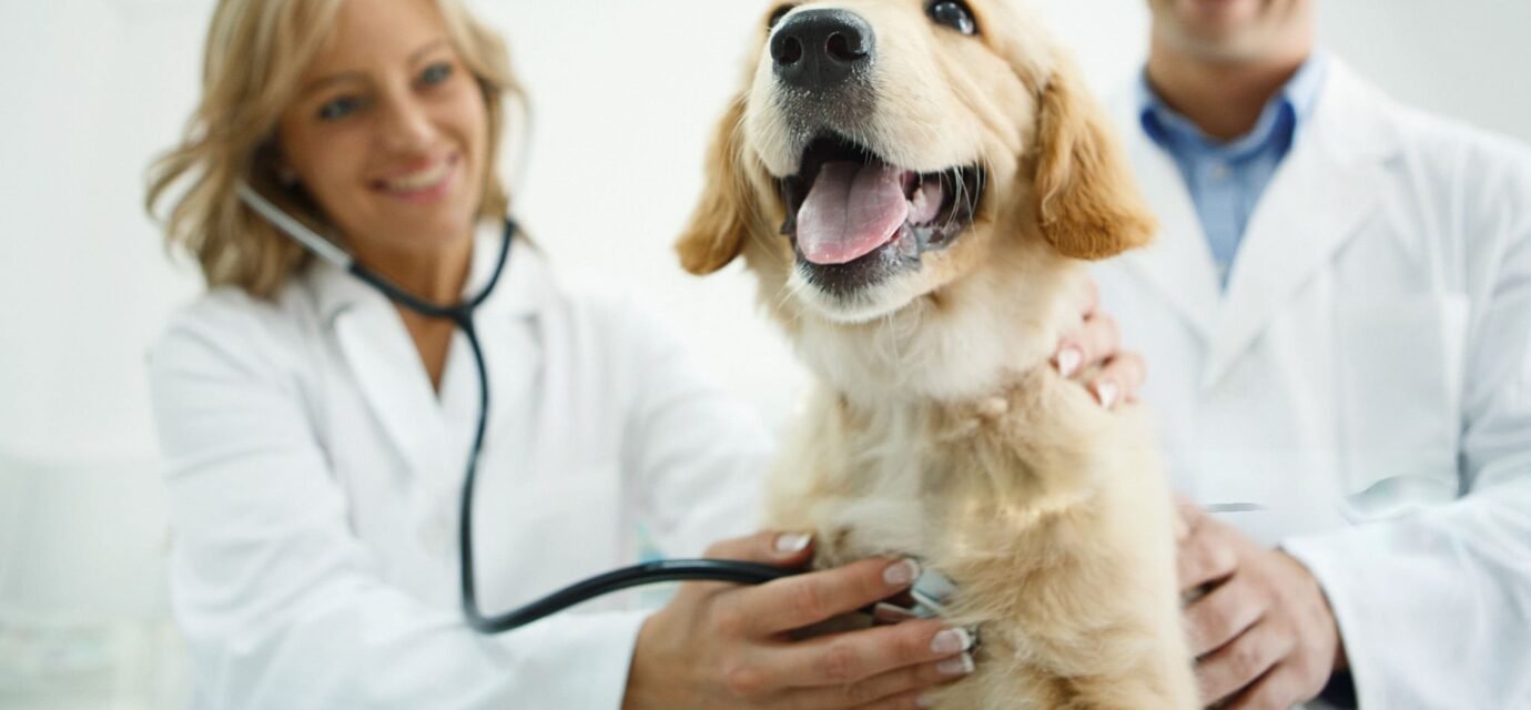 Golden Retriever Health Problems, Growth & Exercise