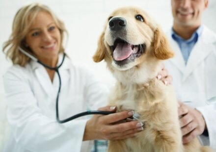 Golden Retriever Health Problems, Growth & Exercise