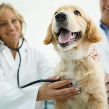Golden Retriever Health Problems, Growth & Exercise