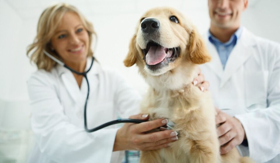 Golden Retriever Health Problems, Growth & Exercise