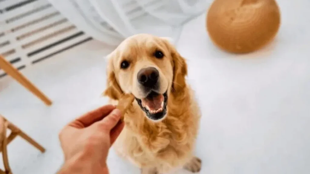 Best Food to Feed a Golden Retriever