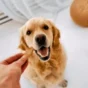 Best Food to Feed a Golden Retriever