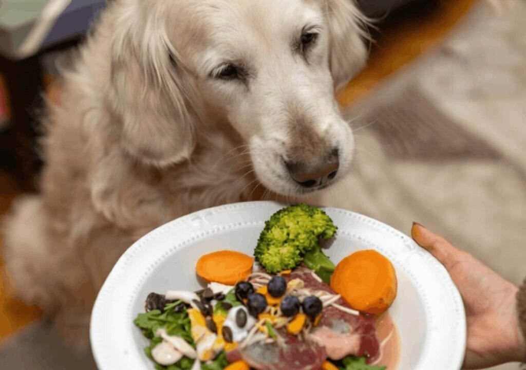 The Grain-Free Problem Every Golden Owner Needs to Understand