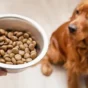 How Much Does a Golden Retriever Eat