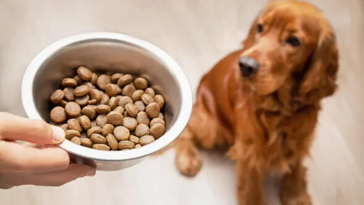 How Much Does a Golden Retriever Eat