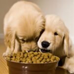 Best Food to Feed a Golden Retriever