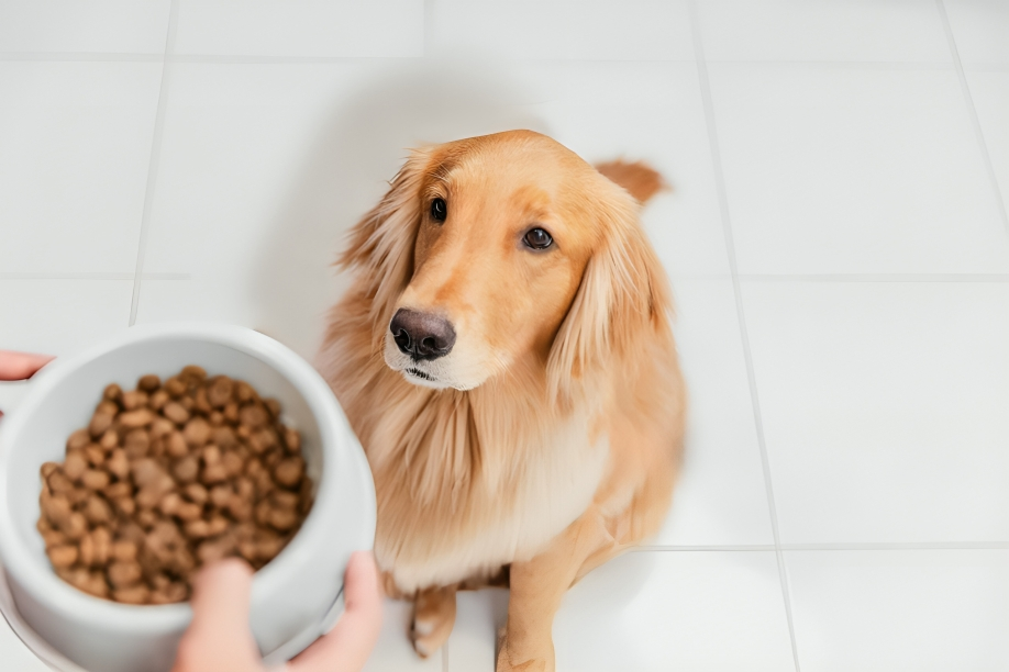 Understanding the Nutritional Needs of Golden Retrievers