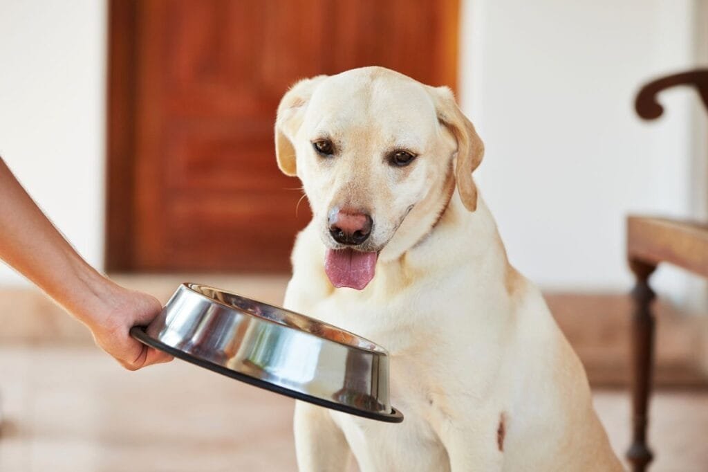 Feeding Senior Golden Retrievers (Age 8 and Up)