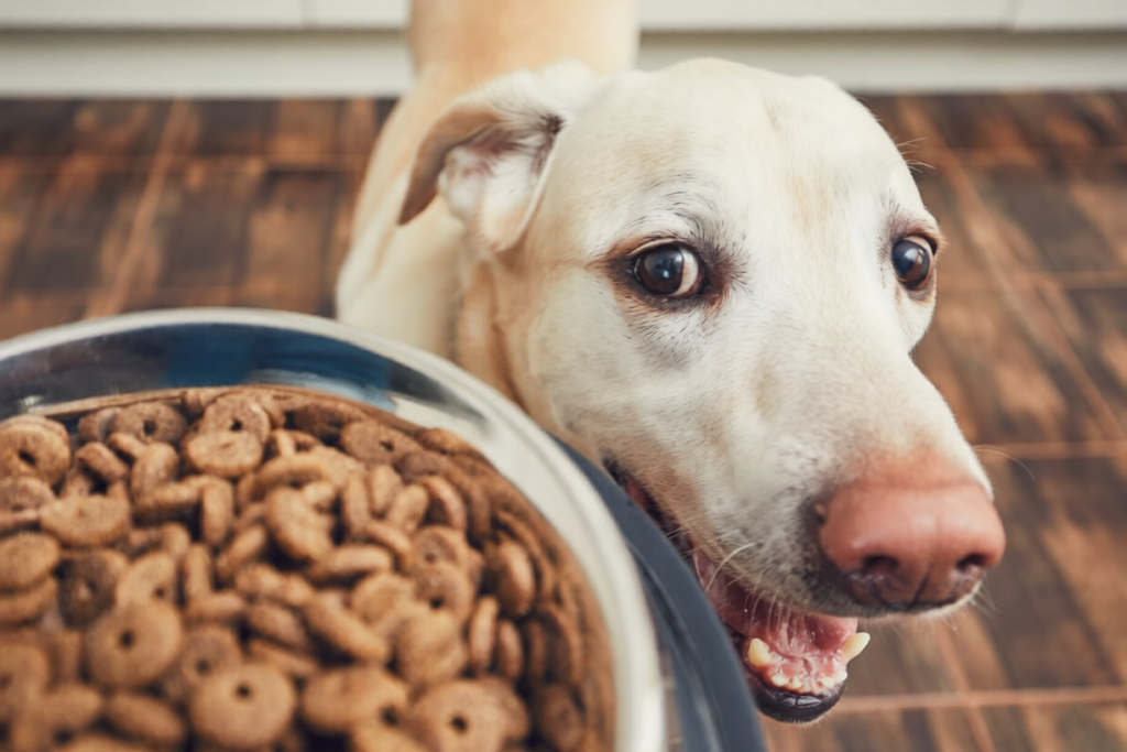 Why Golden Retrievers Are Especially Hard to Feed Correctly
