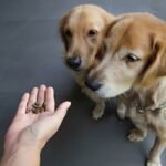 How Much Does a Golden Retriever Eat