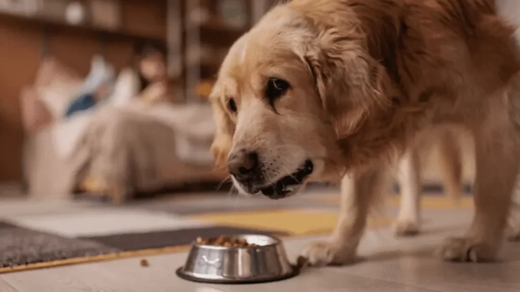Balanced Diet for a Golden Retriever