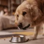Balanced Diet for a Golden Retriever