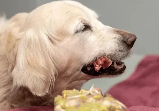 Dry Food vs. Wet Food vs. Raw: A Real Comparison