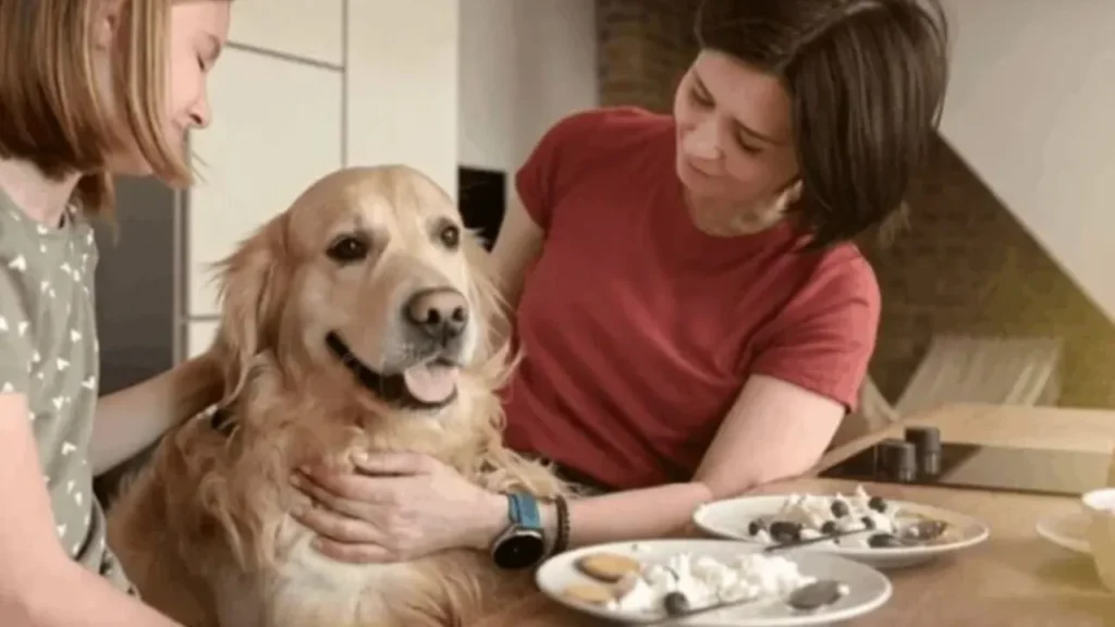 Golden Retriever Diet & Nutrition