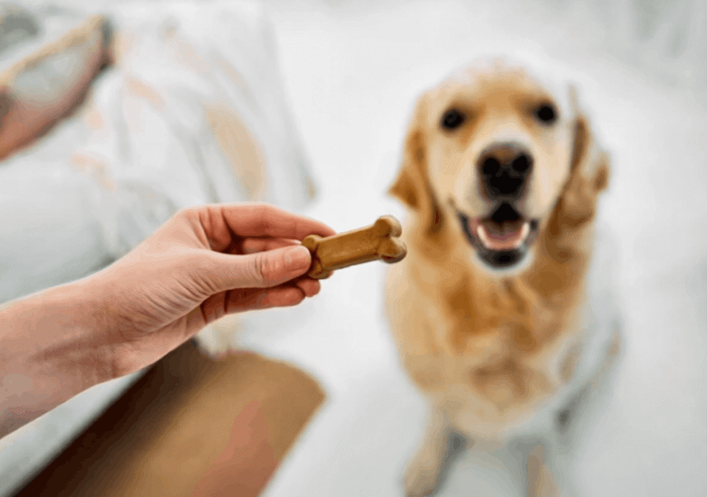 Quick Comparison — Grain-Inclusive vs Grain-Free for Adult Goldens
