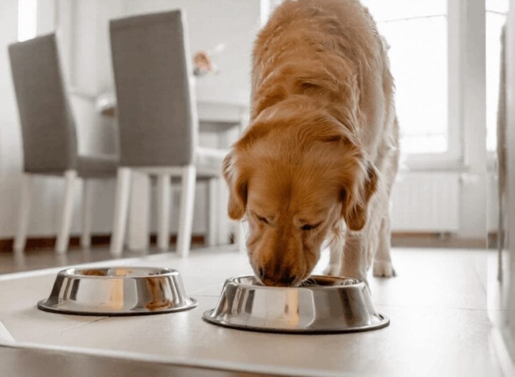 How to Transition Foods Without Upsetting Your Golden's Stomach