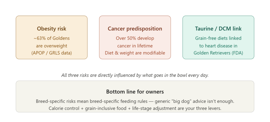 Why Goldens Have Unique Nutritional Needs