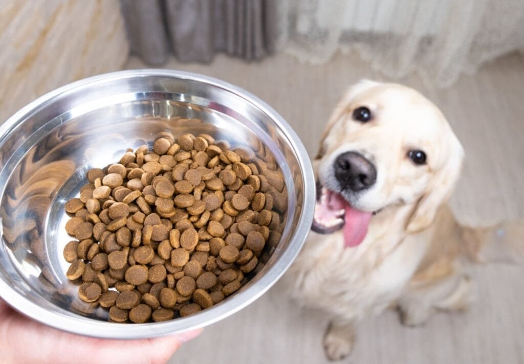 Why Golden Retrievers Specifically Need High-Quality Protein Sources