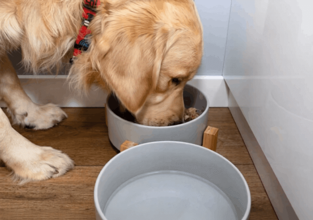 The Best Commercial Foods for Golden Retrievers